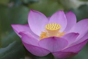 games like my very own lith