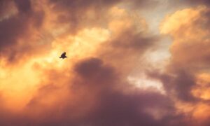 improve software hcs 411gits