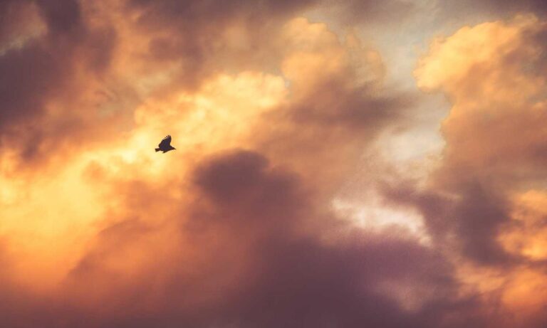 improve software hcs 411gits