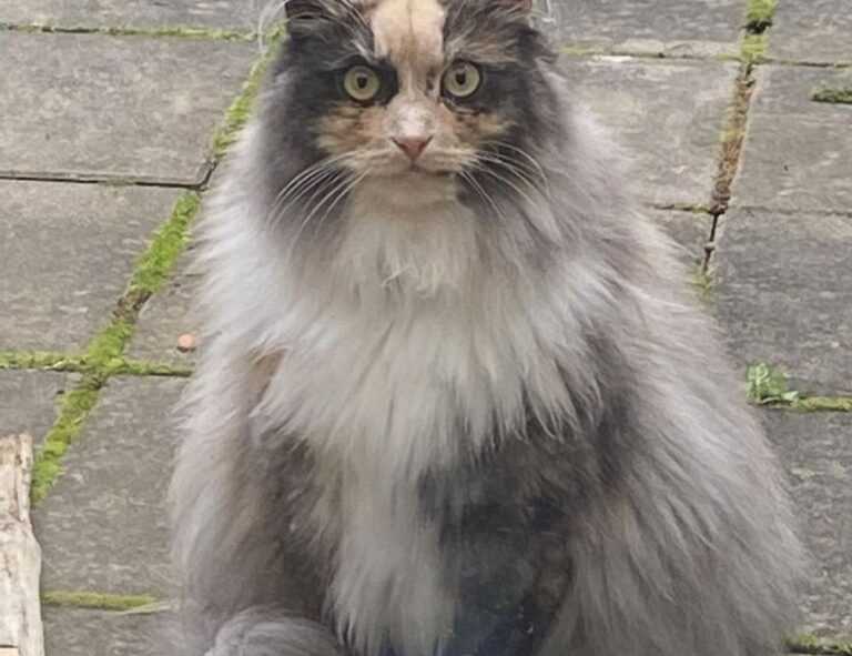 can i run widdeadvi games