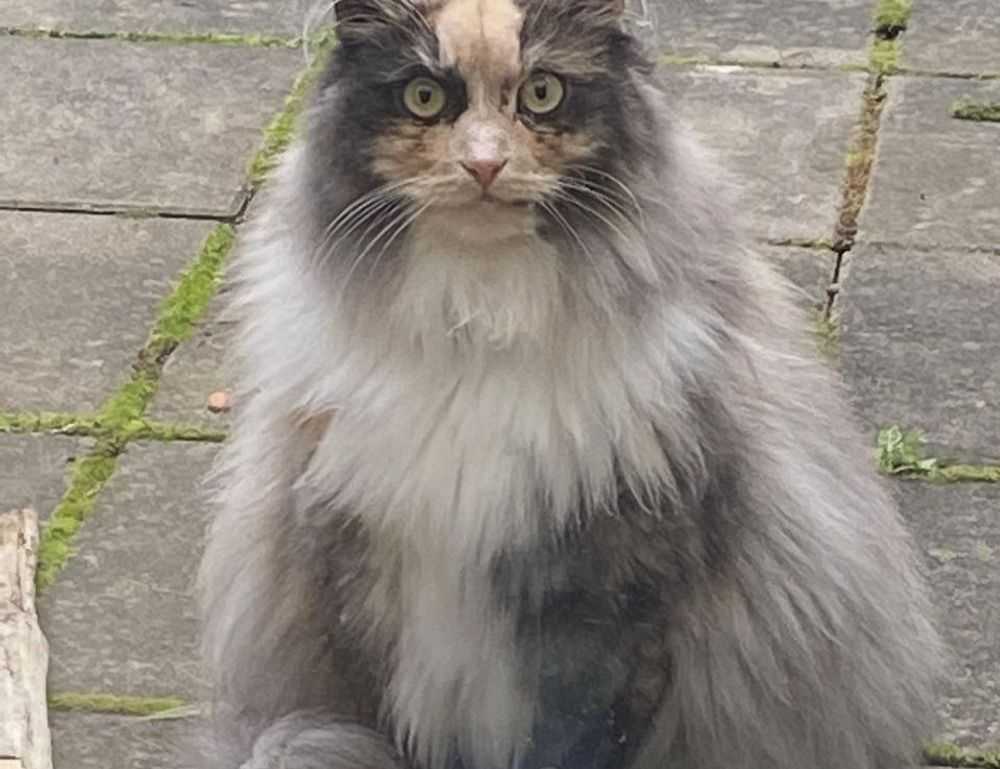 can i run widdeadvi games