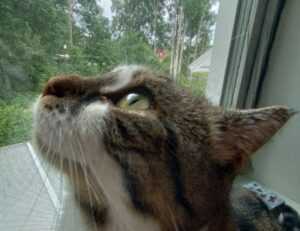 download eve2876 online