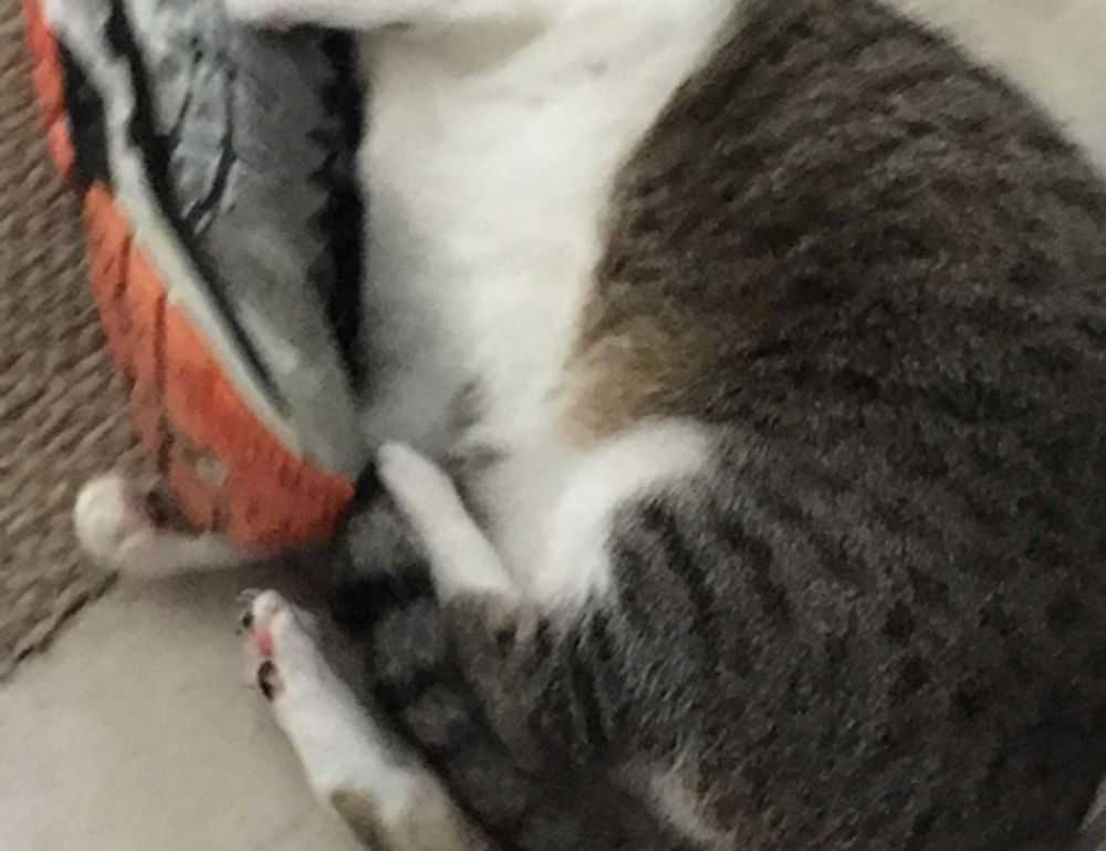 how khema rushisvili train like an olympic weightlifter