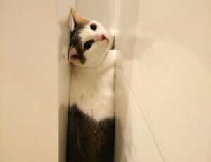 how much is the rogrand525 game on pc