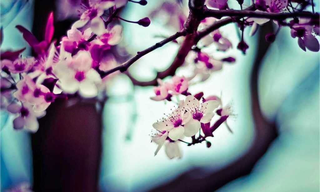 how much mitacium dizovid needed in sunscreen