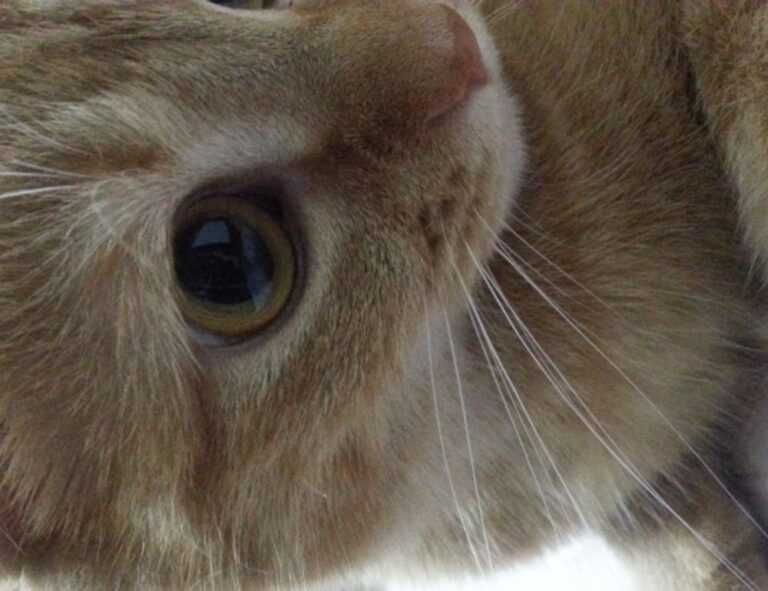 how to test for homorzopia disease