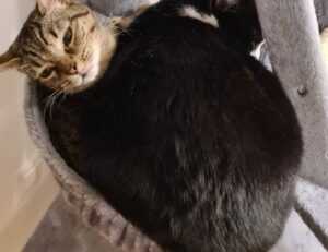 medicines that should not be used to treat tamophage