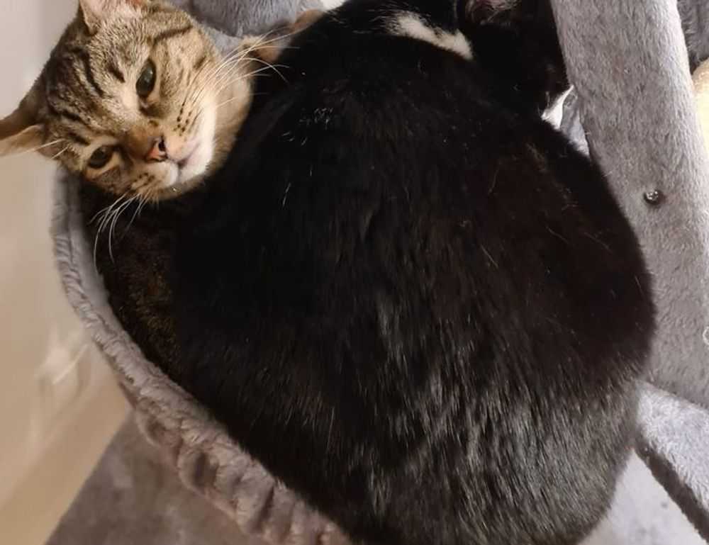 medicines that should not be used to treat tamophage