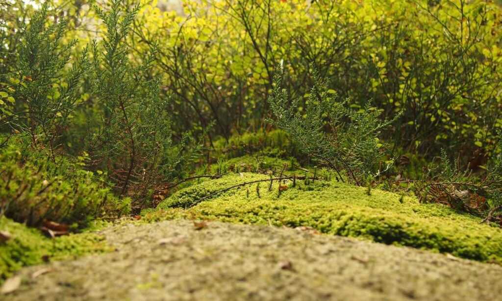 returnalgirl version4.4