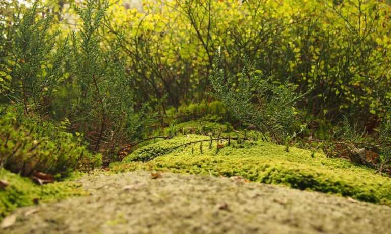 returnalgirl version4.4