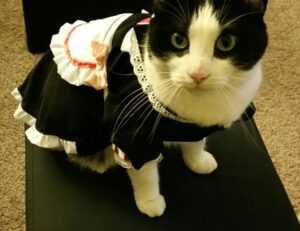 what should people with dhozotic disease eat