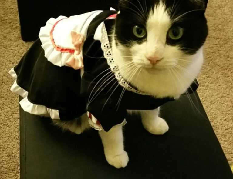 what should people with dhozotic disease eat