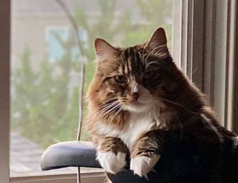 when the zhimbom game updated