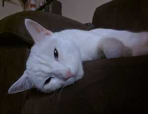 why biohunt2000 game are popular