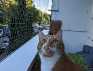 zg 91-565458 in food