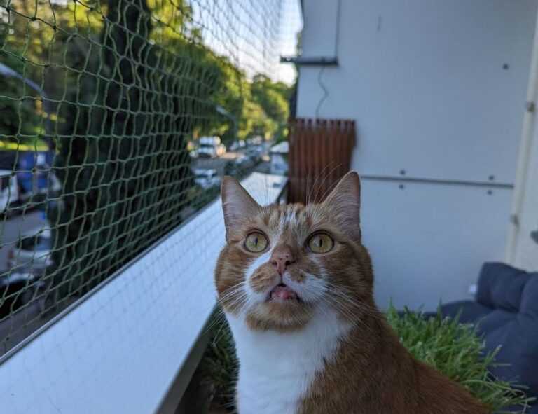 zg 91-565458 in food